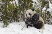 Katherine Feng - Giant Panda cub eating bamboo, Wolong Nature Reserve, China