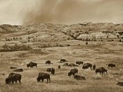 Tim Fitzharris - American Bison herd grazing on shortgrass prairie, Theodore Roosevelt National Park, North Dakota
