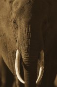Tim Fitzharris - African Elephant male portrait with long tusks, Kenya