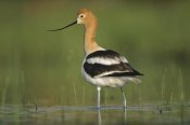 Tim Fitzharris - American Avocet in breeding plumage wading though shallow water, North America