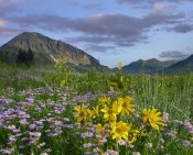 Tim Fitzharris - Meadow of Orange Sneezeweed and Smooth Aster, Gothic Mountain in distance, Colorado