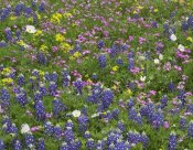 Tim Fitzharris - Sand Bluebonnet flowers, Hill Country, Texas
