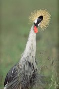 Tim Fitzharris - Grey Crowned Crane, Kenya
