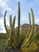 Tim Fitzharris - Organ Pipe Cactus Arizona