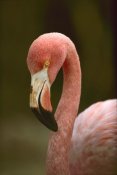 Tim Fitzharris - Greater Flamingo, Caribbean