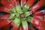 Tim Fitzharris - Bromeliad flower, Costa Rica
