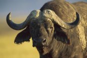 Tim Fitzharris - Cape Buffalo portrait, Kenya