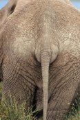 Tim Fitzharris - African Elephant butt, Africa