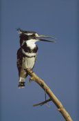 Tim Fitzharris - Pied Kingfisher calling, Kenya