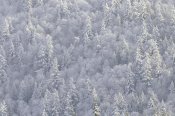 Tim Fitzharris - Winter forest, British Columbia
