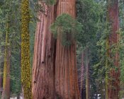 Tim Fitzharris - Giant Sequoia trees, California