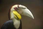 Tim Fitzharris - Wreathed Hornbill male, Malaysia