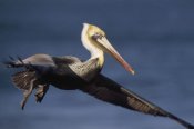 Tim Fitzharris - Brown Pelican flying, California
