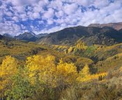 Tim Fitzharris - Quaking Aspen in autumn, Colorado