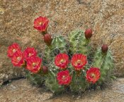Tim Fitzharris - Claret Cup Cactus flowering, Utah