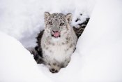 Tim Fitzharris - Snow Leopard adult portrait in snow