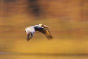 Tim Fitzharris - Brown Pelican flying, North America