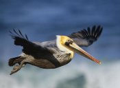 Tim Fitzharris - Brown Pelican flying, North America