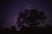 Tim Fitzharris - Starry sky with silhouetted Oak tree