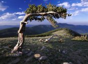 Tim Fitzharris - Bristlecone pine, Mt Evans, Colorado