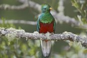 Tim Fitzharris - Resplendent Quetzal male, Costa Rica