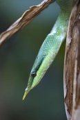 Tim Fitzharris - Rhinoceros Snake in tree, Costa Rica