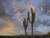 Tim Fitzharris - Saguaro cacti, Cabo San Lucas, Mexico