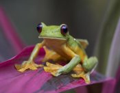 Tim Fitzharris - Gliding Leaf Frog portrait, Costa Rica