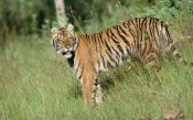 Tim Fitzharris - Siberian Tiger standing in green grass