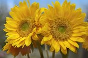 Tim Fitzharris - Common Sunflower flowers, North America