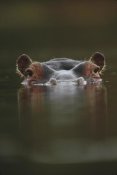 Tim Fitzharris - Hippopotamus at water surface, Tanzania