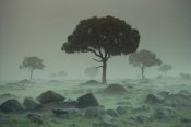 Tim Fitzharris - Rain storm on the Serengeti Plains, Kenya