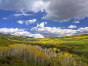 Tim Fitzharris - Gunnison National Forest in fall, Colorado