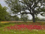 Tim Fitzharris - Drummond's Phlox meadow near Leming, Texas