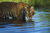 Tim Fitzharris - Siberian Tiger drinking in natural habitat