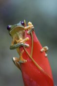 Tim Fitzharris - Gliding Leaf Frog on Heliconia, Costa Rica