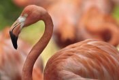 Tim Fitzharris - Greater Flamingo, Jurong Bird Park, Singapore