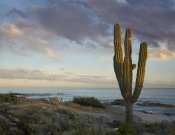 Tim Fitzharris - Saguaro cactus at beach, Cabo San Lucas, Mexico