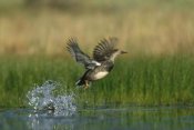 Tim Fitzharris - Gadwall duck taking flight from water, New Mexico