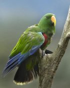 Tim Fitzharris - Eclectus Parrot male, Jurong Bird Park, Singapore