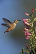 Tim Fitzharris - Rufous Hummingbird feeding on flowers, New Mexico