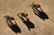 Tim Fitzharris - African Elephant trio aerial with shadows, Africa