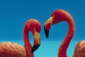 Tim Fitzharris - Greater Flamingo courting pair, Caribbean species