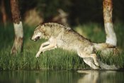 Tim Fitzharris - Timber Wolf running through shallow river, Montana
