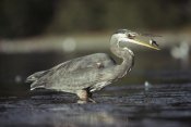 Tim Fitzharris - Great Blue Heron with captured fish, North America