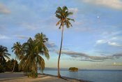 Tim Fitzharris - Coconut Palm trees on Pamilacan Island, Philippines