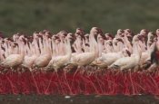 Tim Fitzharris - Lesser Flamingos in a mass courtship display, Kenya