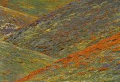Tim Fitzharris - Wildflowers, Tehachapi Hills near Gorman, California