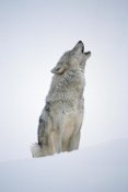 Tim Fitzharris - Timber Wolf portrait, howling in snow, North America