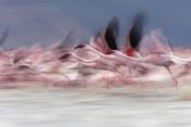 Tim Fitzharris - Lesser Flamingo group taking flight from lake, Kenya